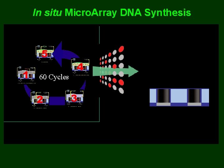In situ Micro. Array DNA Synthesis 5 1 60 Cycles 2 4 3 