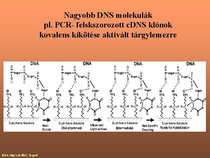 Nagyobb DNS molekulák pl. PCR- felskszorozott c. DNS klónok kovalens kikötése aktivált tárgylemezre DNA-chip