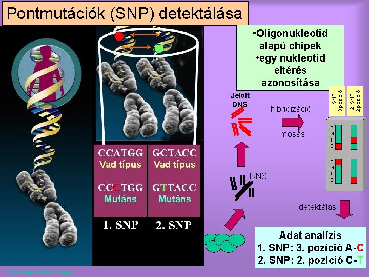 Pontmutációk (SNP) detektálása hibridizáció mosás DNS 2. SNP 2 pozíció Jelölt DNS 1. SNP