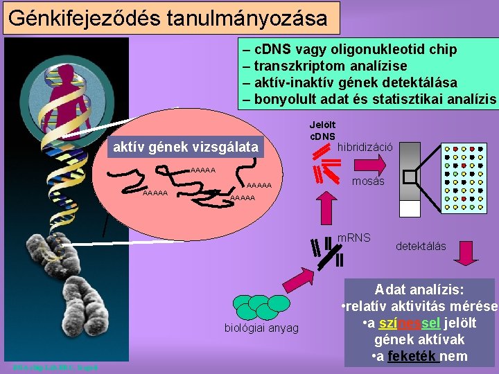 Génkifejeződés tanulmányozása – c. DNS vagy oligonukleotid chip – transzkriptom analízise – aktív-inaktív gének