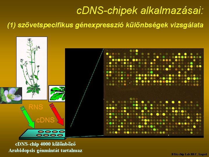 c. DNS-chipek alkalmazásai: (1) szövetspecifikus génexpresszió különbségek vizsgálata RNS c. DNS-chip 4000 különböző Arabidopsis