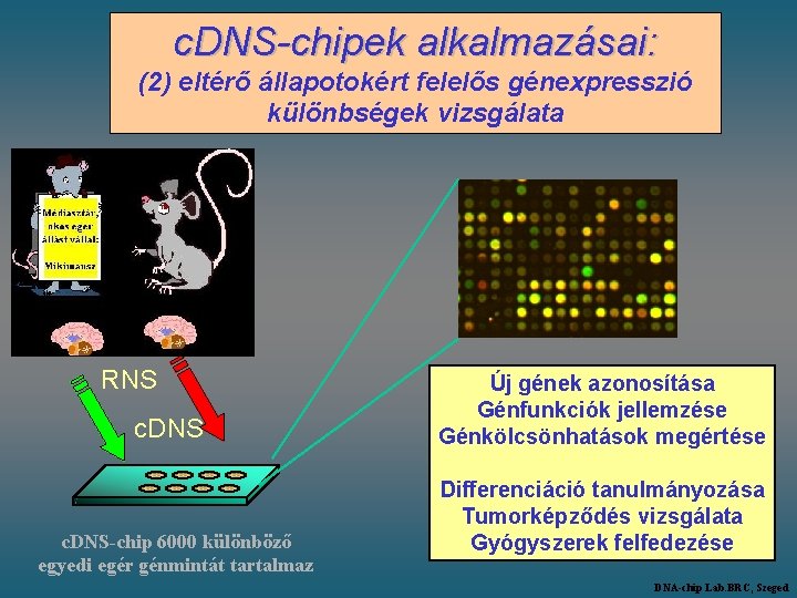 c. DNS-chipek alkalmazásai: (2) eltérő állapotokért felelős génexpresszió különbségek vizsgálata RNS c. DNS-chip 6000