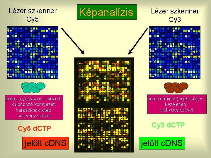 Lézer szkenner Cy 5 beteg, gyógyszerrel kezelt, különböző környezeti hatásoknak kitett sejt vagy szövet