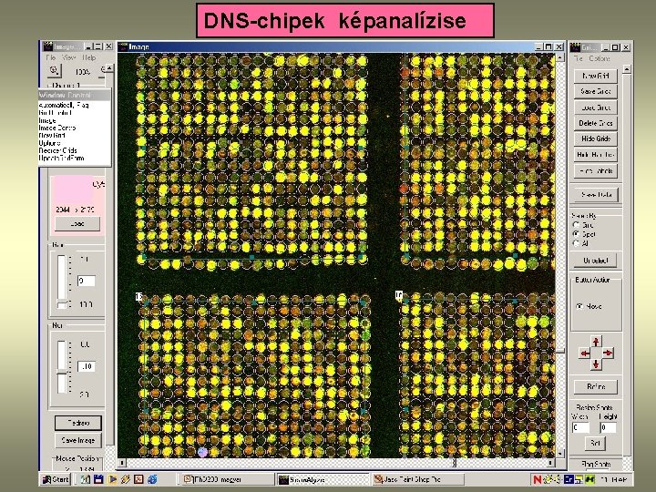 DNS-chipek képanalízise 