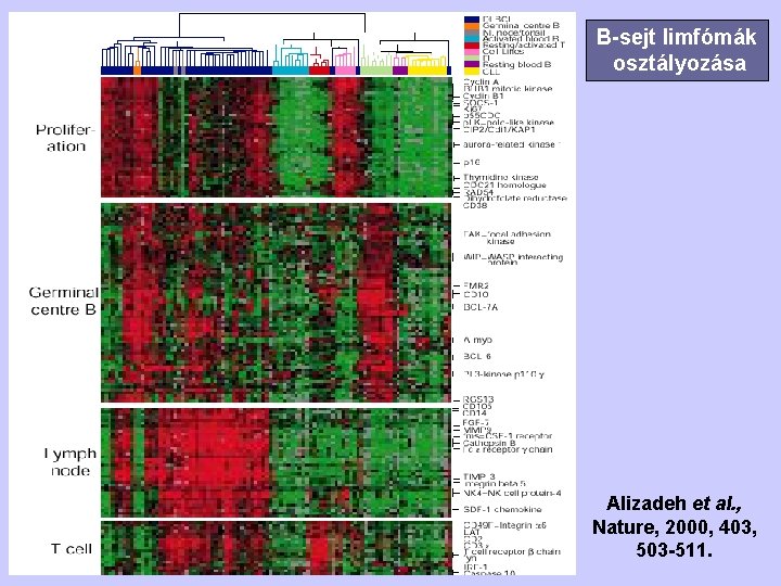 B-sejt limfómák osztályozása Alizadeh et al. , Nature, 2000, 403, 503 -511. 