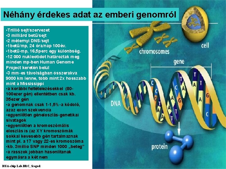 Néhány érdekes adat az emberi genomról • Trillió sejt/szervezet • 3 milliárd betű/sejt •