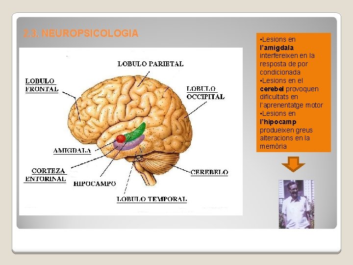 2. 3. NEUROPSICOLOGIA • Lesions en l’amigdala interfereixen en la resposta de por condicionada