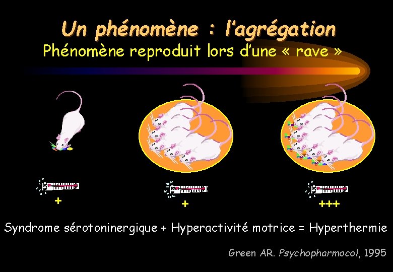 Un phénomène : l’agrégation Phénomène reproduit lors d’une « rave » + + +++