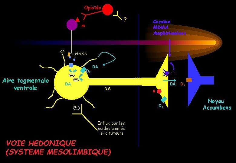 Opioïde ? m CB 1 GABA D 2 Aire tegmentale ventrale Cocaïne MDMA Amphétamines