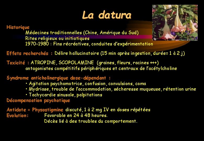 La datura Historique Médecines traditionnelles (Chine, Amérique du Sud) Rites religieux ou initiatiques 1970