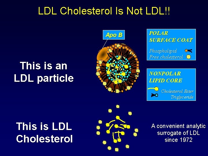 LDL Cholesterol Is Not LDL!! Apo B This is an LDL particle POLAR SURFACE
