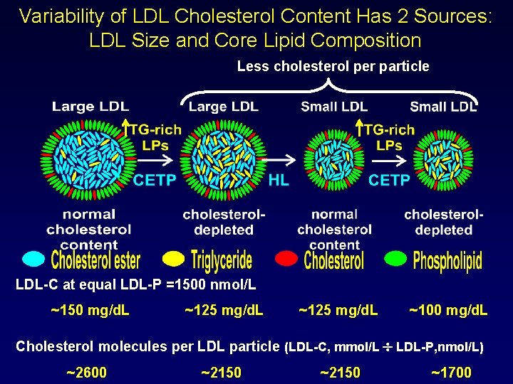 Variability of LDL Cholesterol Content Has 2 Sources: LDL Size and Core Lipid Composition
