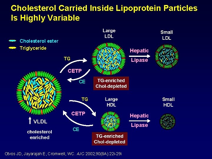 Cholesterol Carried Inside Lipoprotein Particles Is Highly Variable Small LDL Cholesterol ester Triglyceride Hepatic