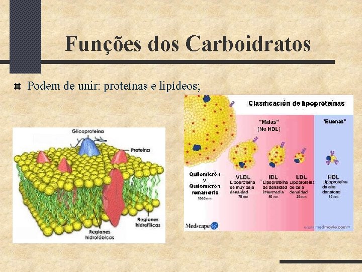 Funções dos Carboidratos Podem de unir: proteínas e lipídeos; 