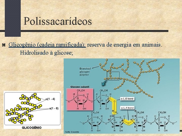 Polissacarídeos Glicogênio (cadeia ramificada): reserva de energia em animais. Hidrolisado à glicose; 