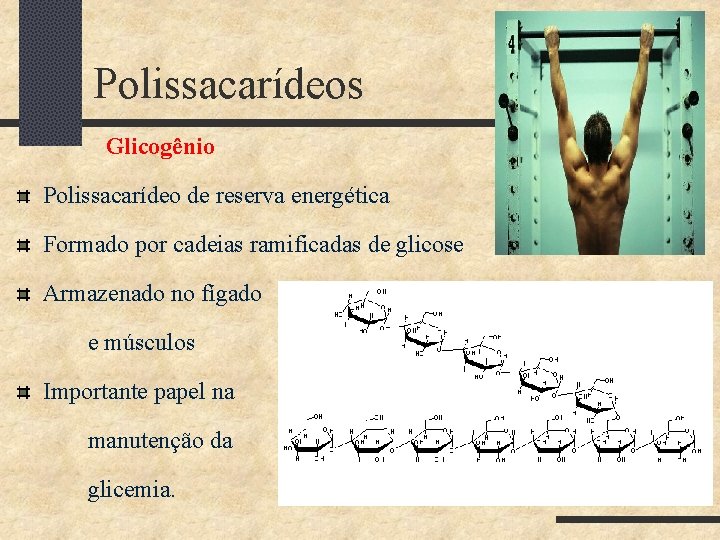 Polissacarídeos Glicogênio Polissacarídeo de reserva energética Formado por cadeias ramificadas de glicose Armazenado no