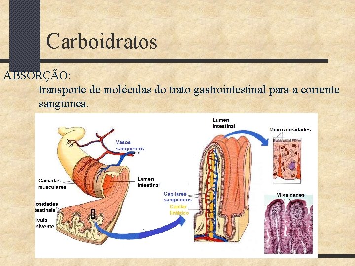 Carboidratos ABSORÇÃO: transporte de moléculas do trato gastrointestinal para a corrente sanguínea. 