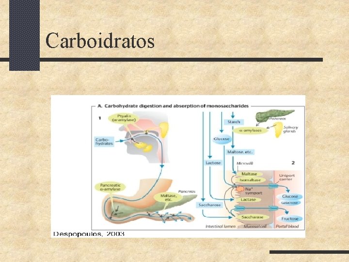 Carboidratos 