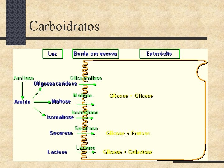 Carboidratos 