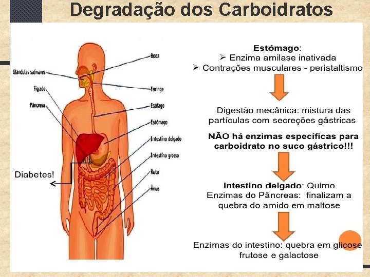 Degradação dos Carboidratos 