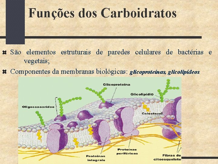Funções dos Carboidratos São elementos estruturais de paredes celulares de bactérias e vegetais; Componentes