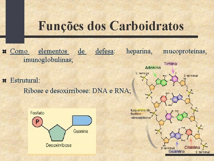 Funções dos Carboidratos Como elementos de imunoglobulinas; defesa: heparina, Estrutural: Ribose e desoxirribose: DNA