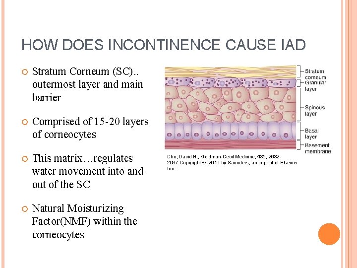 HOW DOES INCONTINENCE CAUSE IAD Stratum Corneum (SC). . outermost layer and main barrier