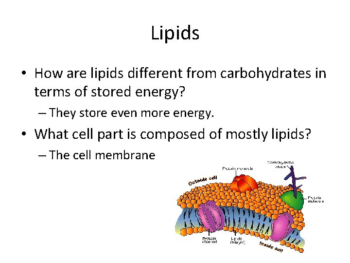 Lipids • How are lipids different from carbohydrates in terms of stored energy? –
