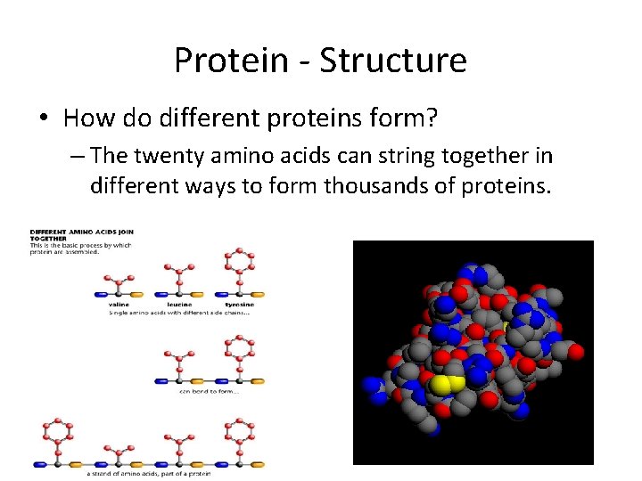 Protein - Structure • How do different proteins form? – The twenty amino acids