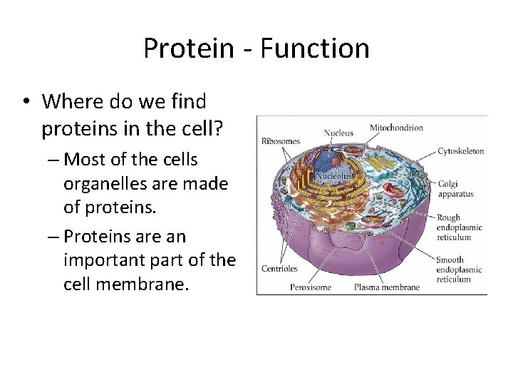 Protein - Function • Where do we find proteins in the cell? – Most