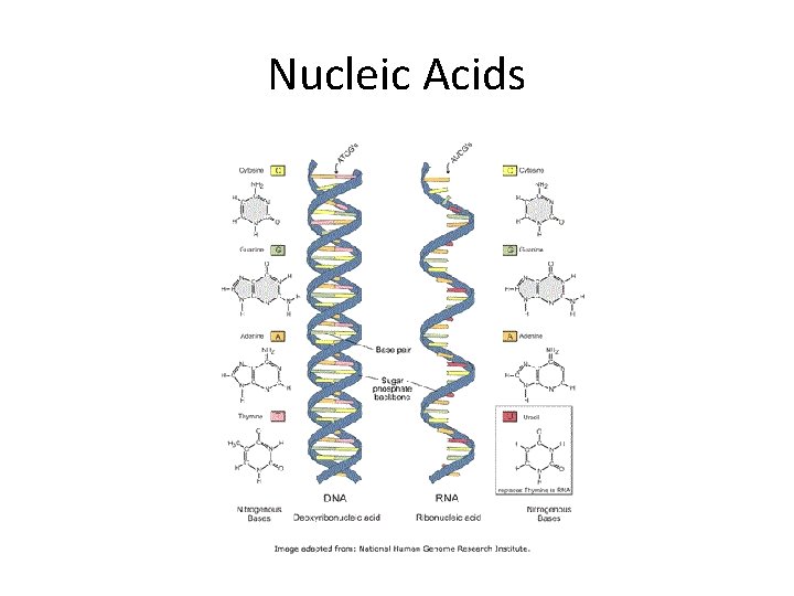 Nucleic Acids 
