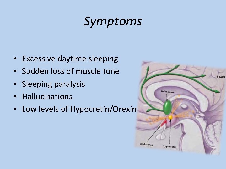 Symptoms • • • Excessive daytime sleeping Sudden loss of muscle tone Sleeping paralysis
