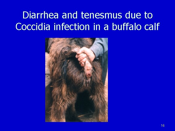 Diarrhea and tenesmus due to Coccidia infection in a buffalo calf 16 