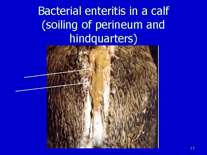 Bacterial enteritis in a calf (soiling of perineum and hindquarters) 17 