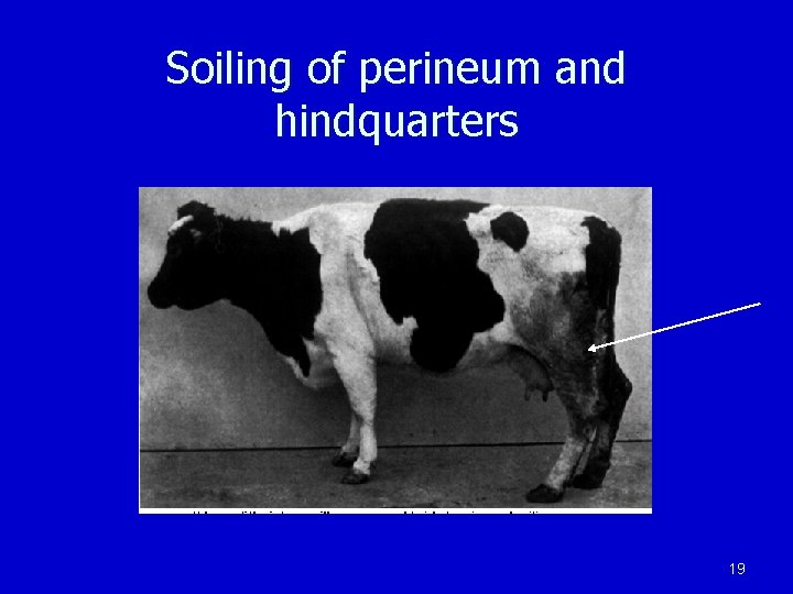 Soiling of perineum and hindquarters 19 