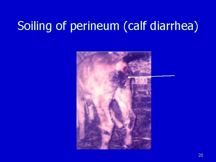 Soiling of perineum (calf diarrhea) 20 