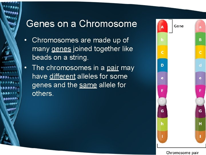 Genes on a Chromosome • Chromosomes are made up of many genes joined together