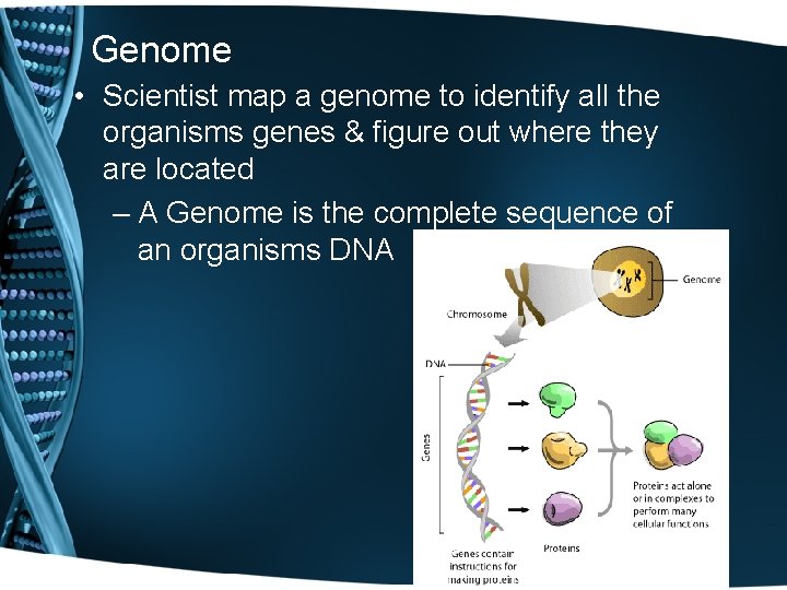 Genome • Scientist map a genome to identify all the organisms genes & figure