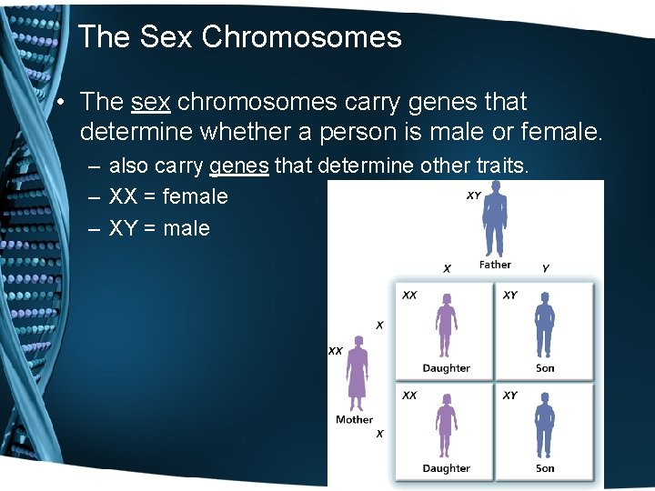 The Sex Chromosomes • The sex chromosomes carry genes that determine whether a person