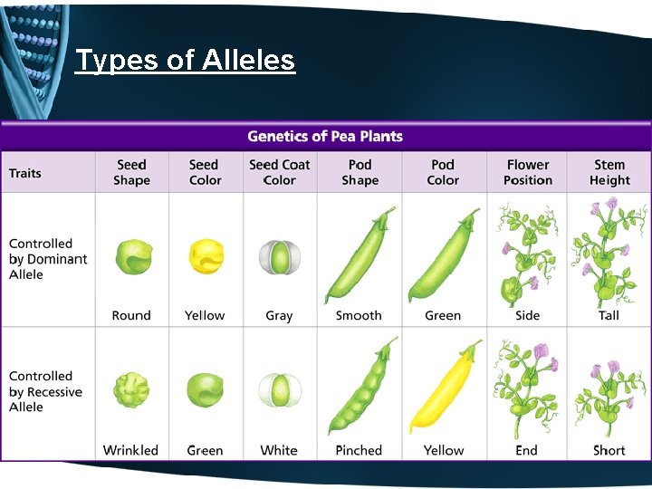 Types of Alleles • Dominant Alleles describe a genetic factor that is always expressed.