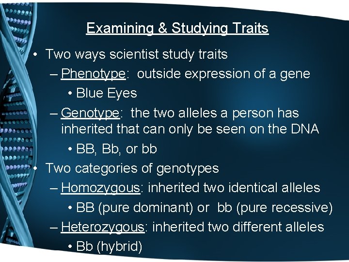 Examining & Studying Traits • Two ways scientist study traits – Phenotype: outside expression
