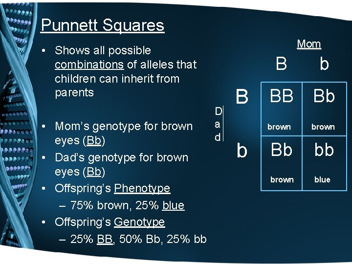 Punnett Squares Mom • Shows all possible combinations of alleles that children can inherit