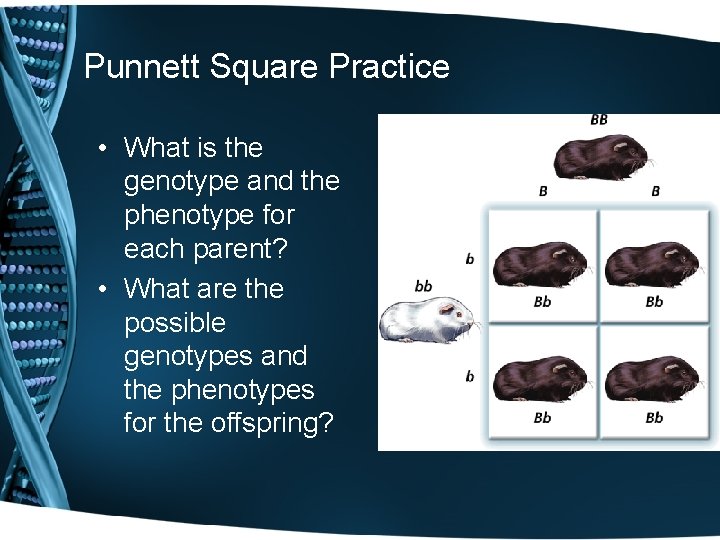 Punnett Square Practice • What is the genotype and the phenotype for each parent?