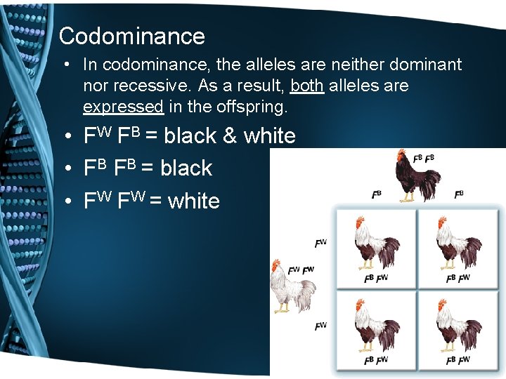 Codominance • In codominance, the alleles are neither dominant nor recessive. As a result,