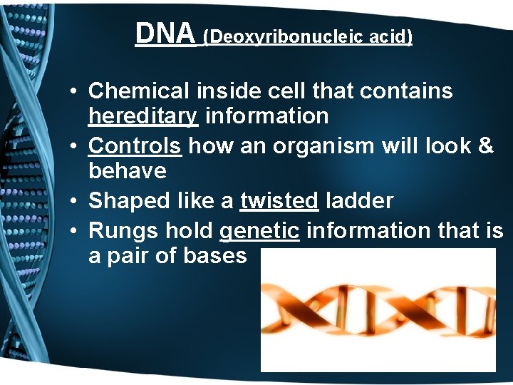 DNA (Deoxyribonucleic acid) • Chemical inside cell that contains hereditary information • Controls how