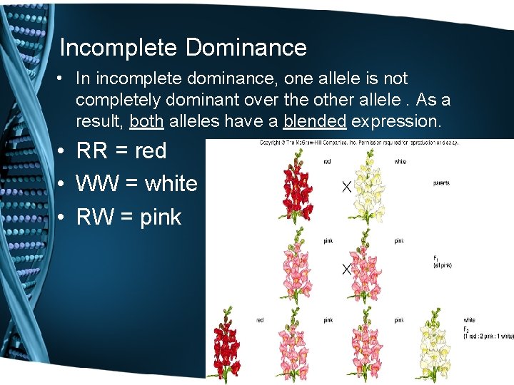Incomplete Dominance • In incomplete dominance, one allele is not completely dominant over the