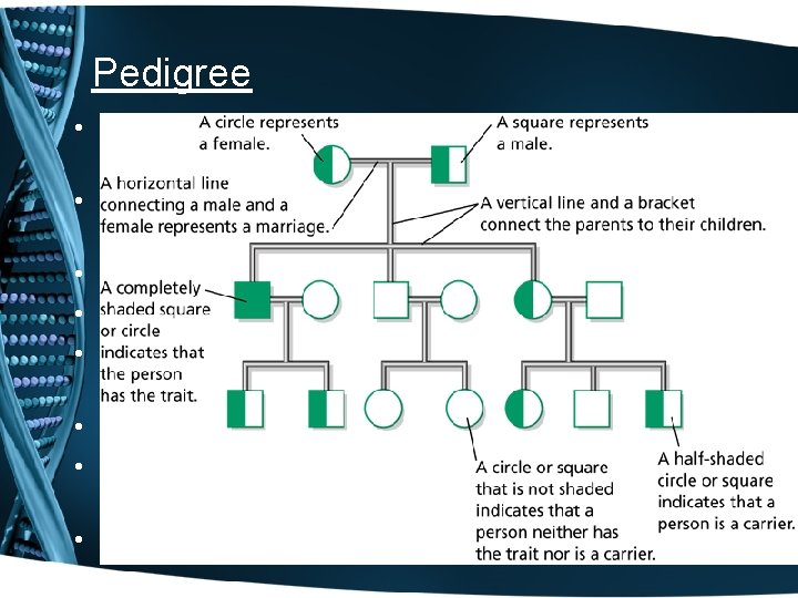 Pedigree • Geneticist use pedigrees to follow a human trait to learn how the