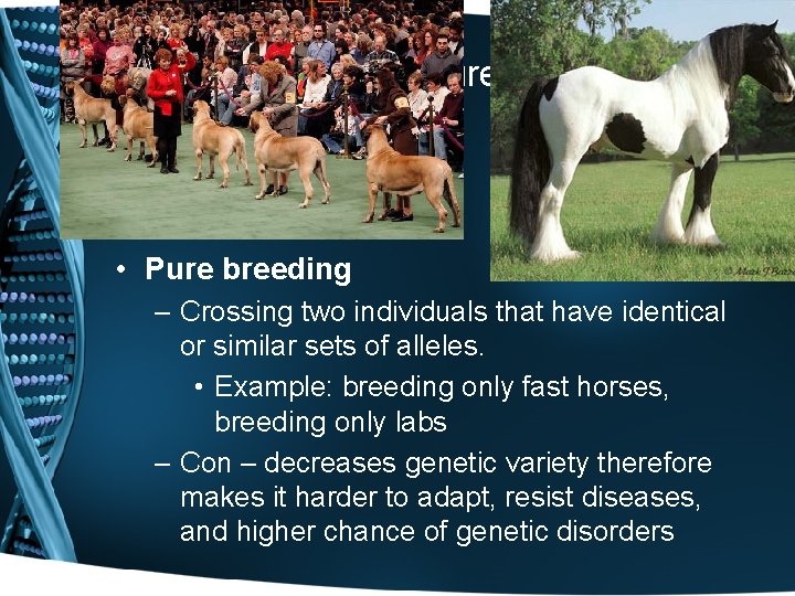 Selective Breeding: pure bred • Pure breeding – Crossing two individuals that have identical