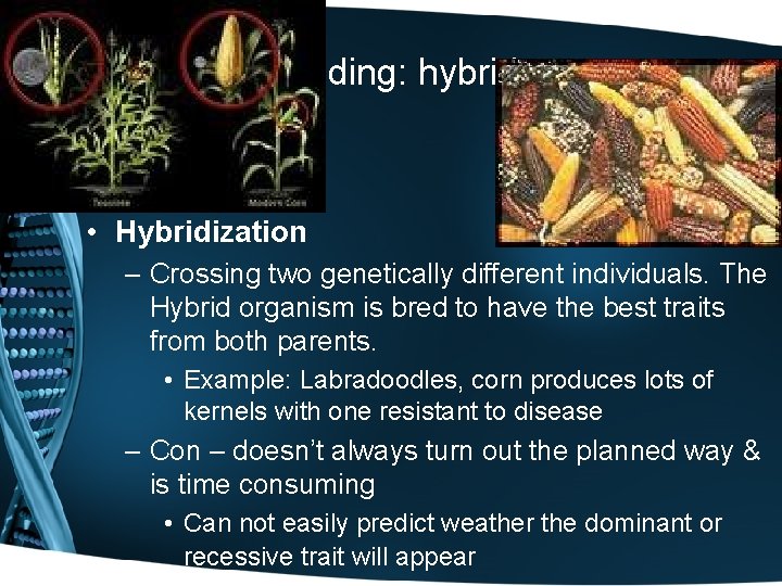 Selective Breeding: hybrid • Hybridization – Crossing two genetically different individuals. The Hybrid organism