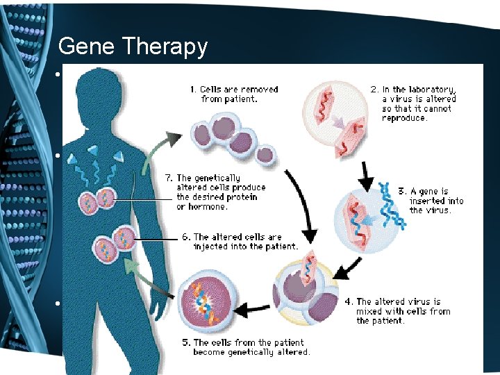 Gene Therapy • Gene therapy is an experimental technique that uses genes to treat